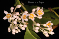 Poeciloneuron indicum